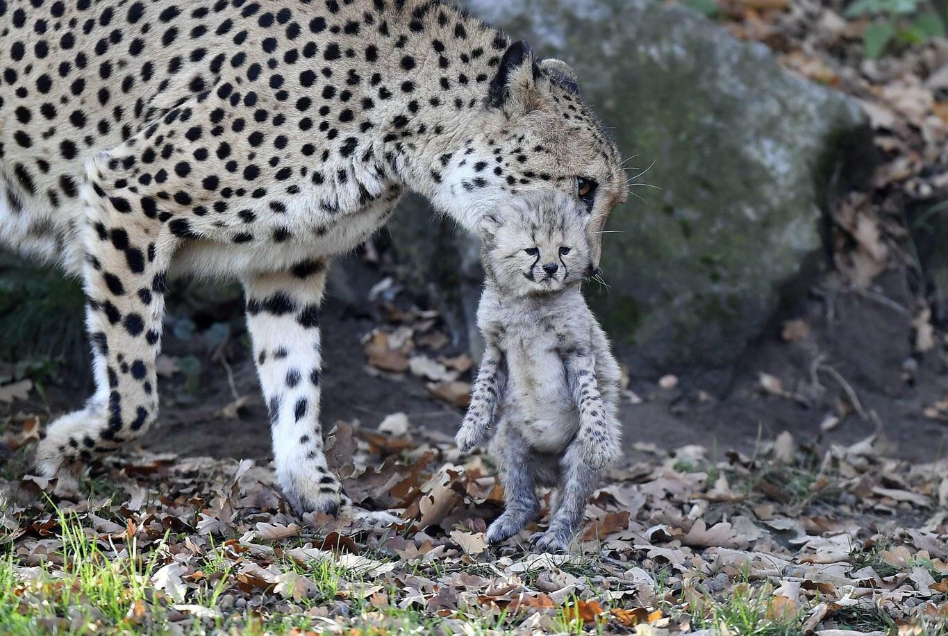 Qui d’autre veut frotter ce petit ventre de guépard ?