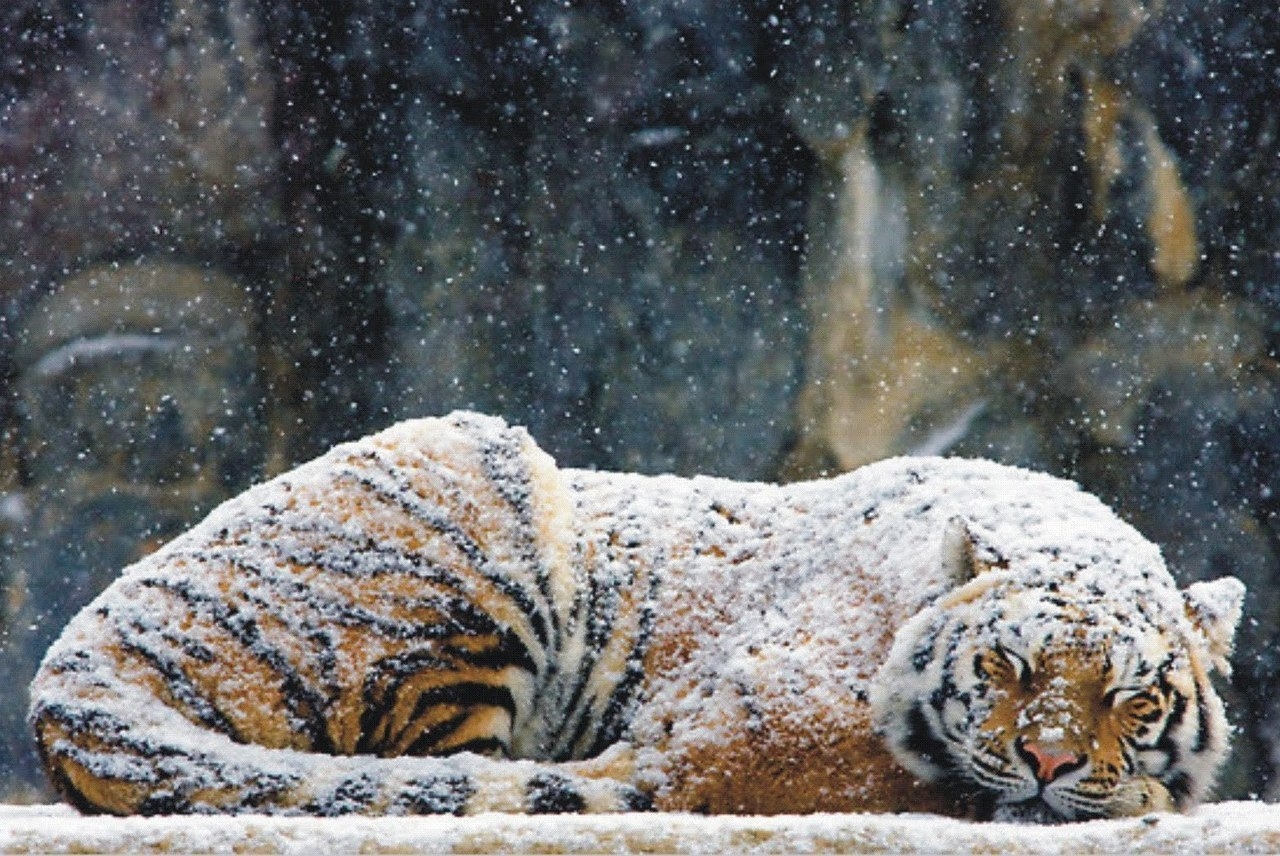 flocons givrés : tigre dormant dans la neige