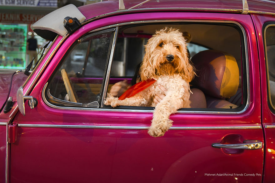 le favori de l’équipe des animaux de compagnie : « chauffeur de chien » par mehmet aslan