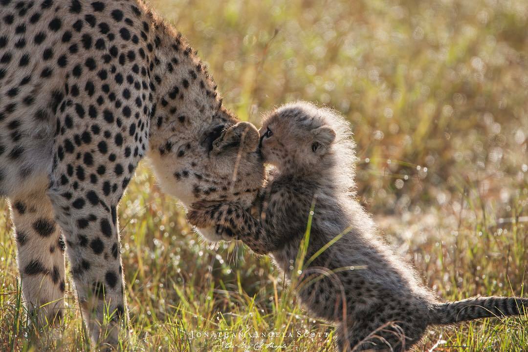 Un petit guépard se lie à sa mère
