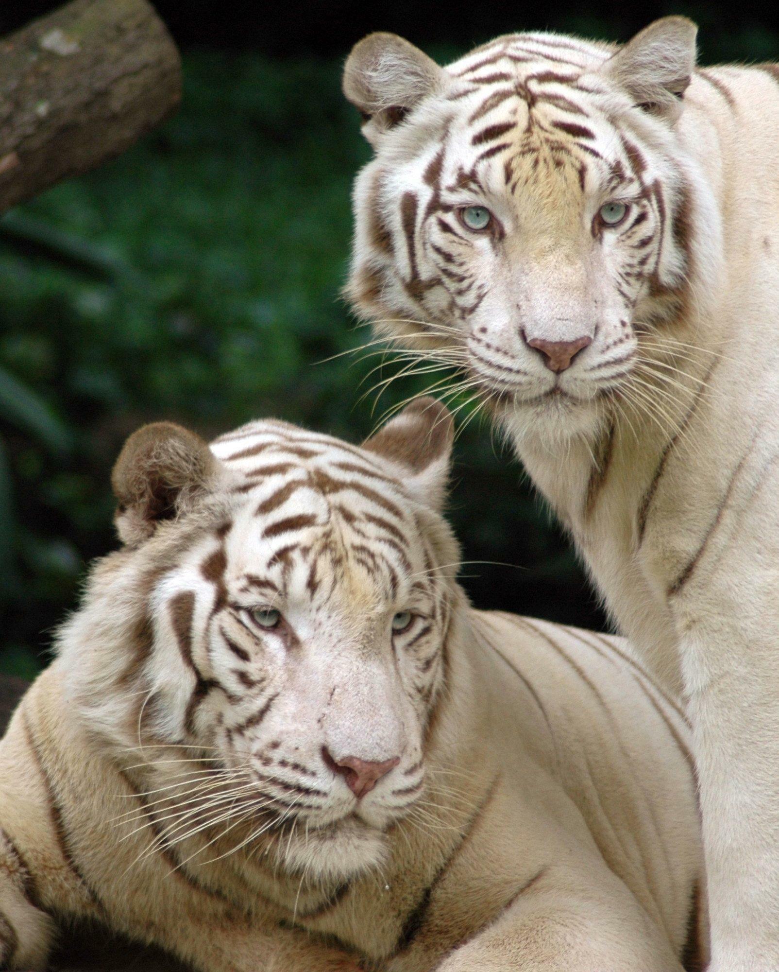 tigres blancs du bengale