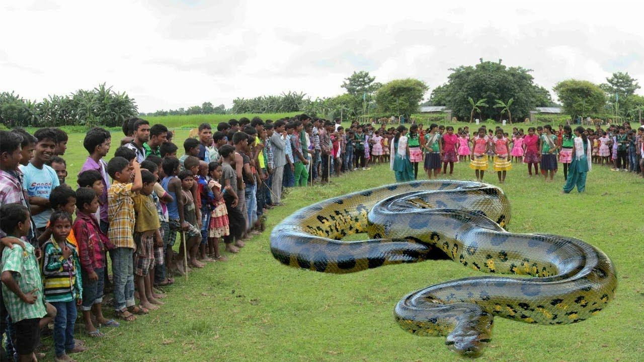 Le plus grand serpent jamais découvert est bon avec les foules