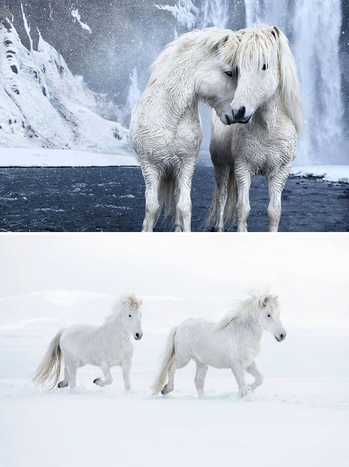 Des chevaux vivant dans des conditions extrêmes en Islande