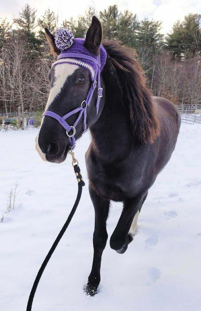Est-ce que j’ai appris à crocheter juste pour pouvoir faire un bonnet violet pour mon cheval ? définitivement