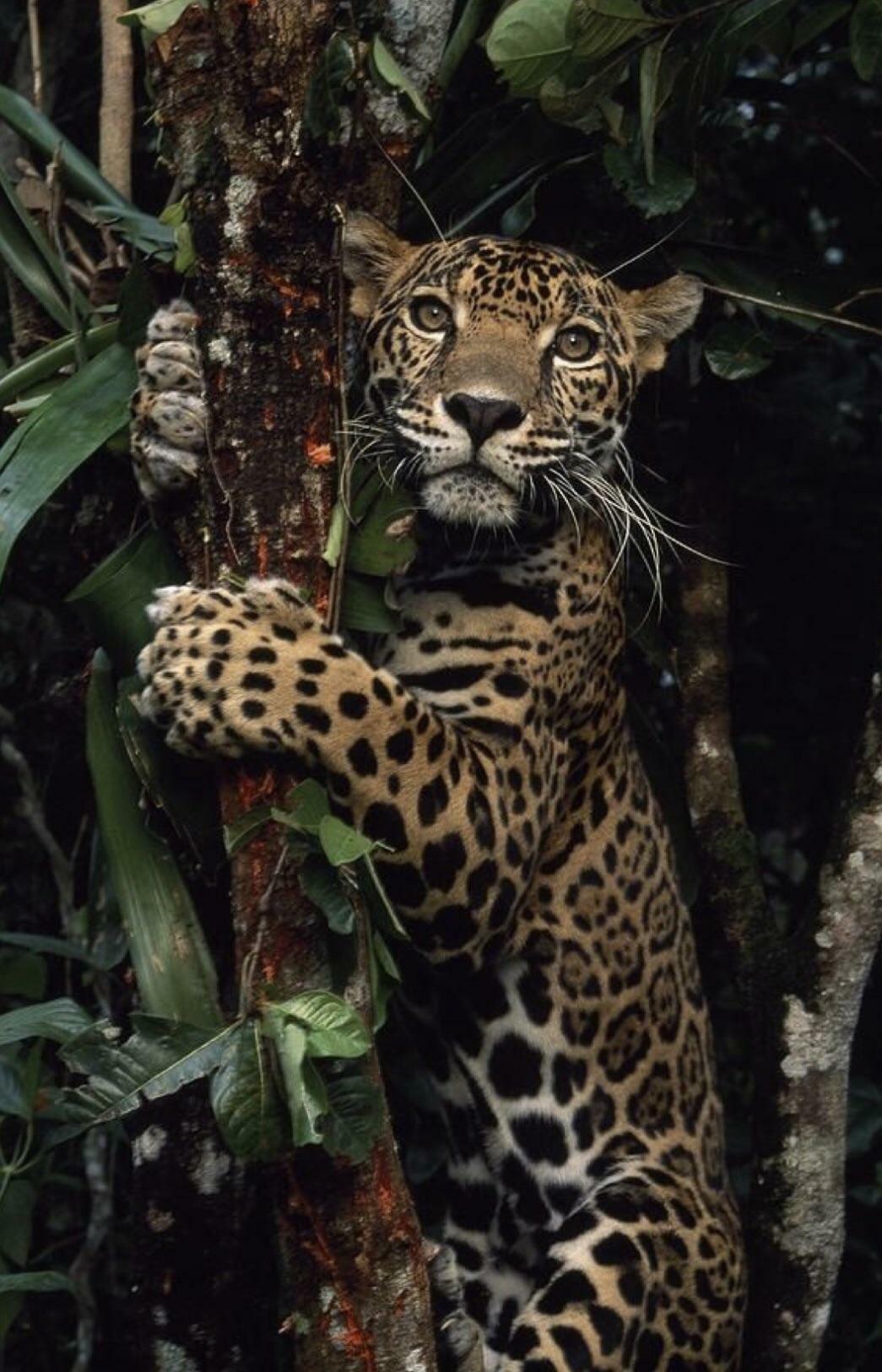 Le jaguar prend la pose