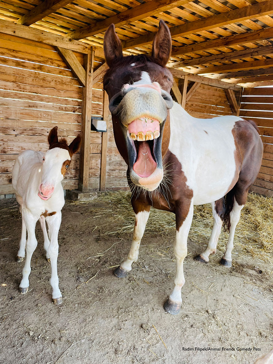 gagnant de la catégorie cheval : ‘happy, happy horses!’ par radim filipek