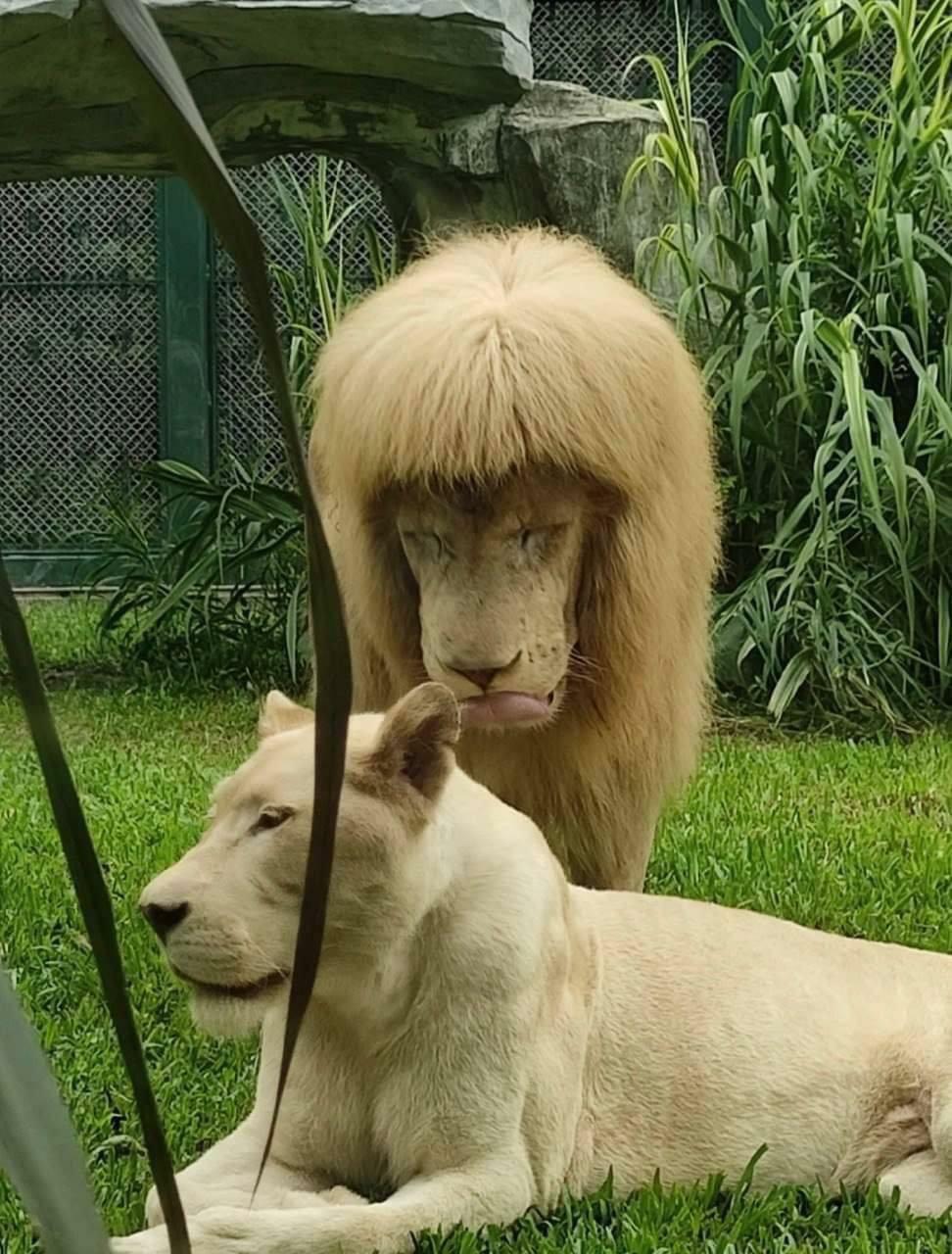 Un lion dans un zoo chinois. Les gardiens nient lui avoir fait une coupe de cheveux.