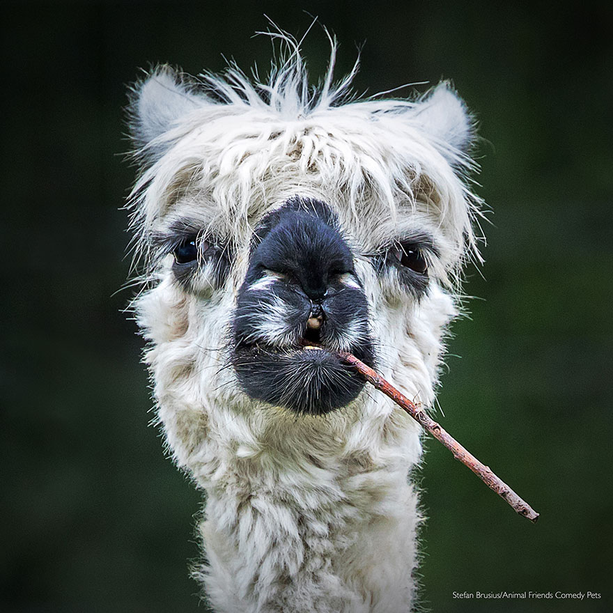 Gagnant de la catégorie tous les autres animaux : ‘smokin’ alpaca’ par stefan brusius