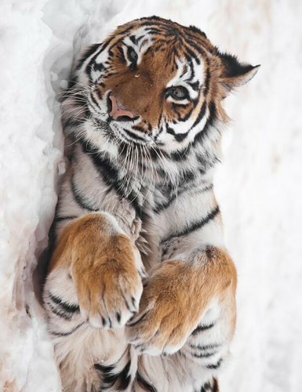 tigre posant dans la neige