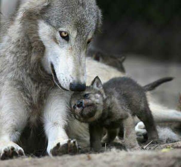 Petit chiot loup et maman