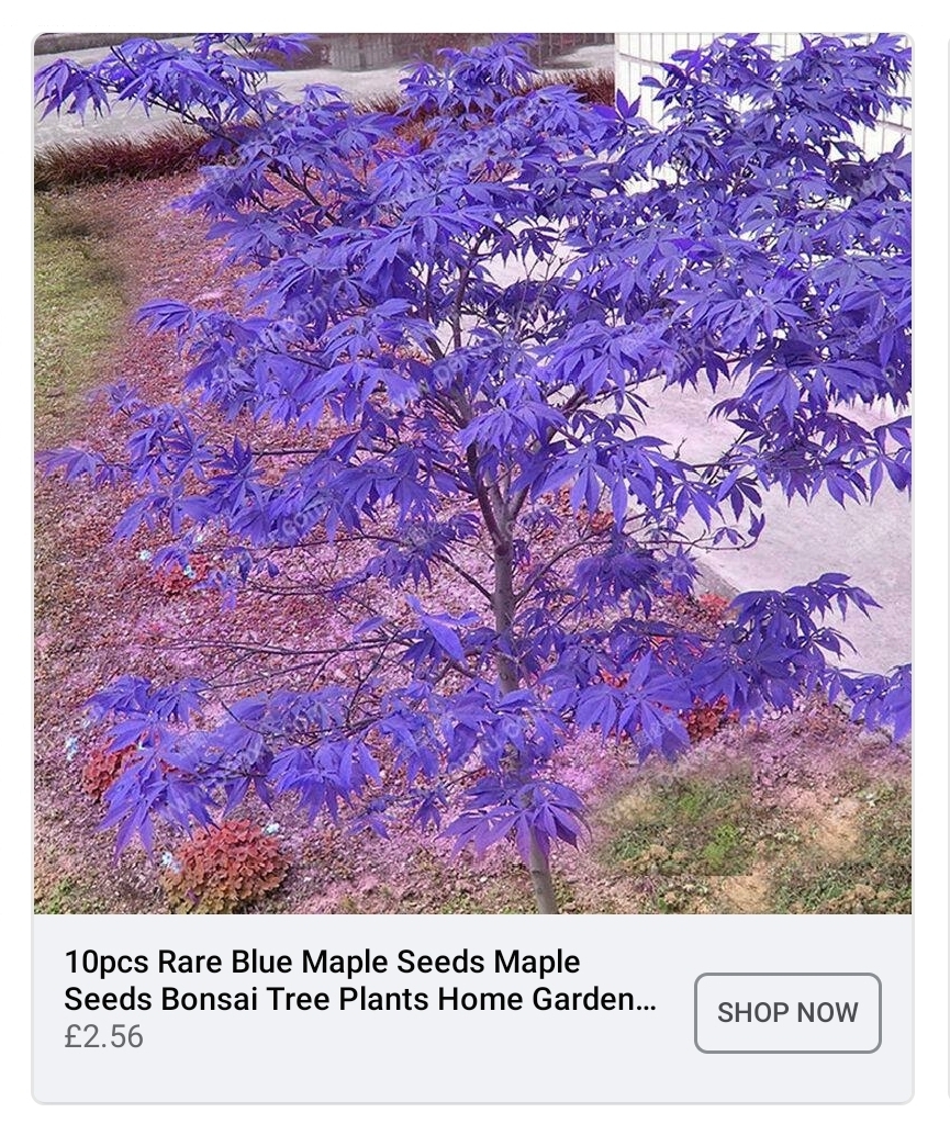 Obtiens un sol violet avec ton arbre bleu !