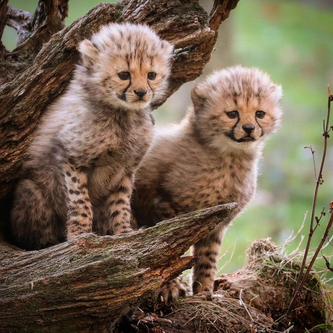 Des petits guépards de six semaines qui attendent leur mère.