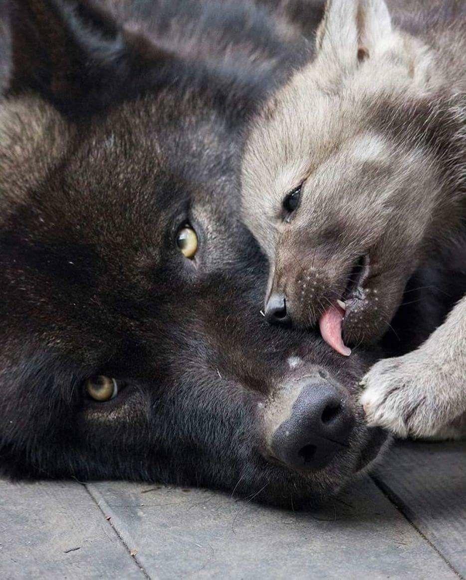 Bébé loup avec maman