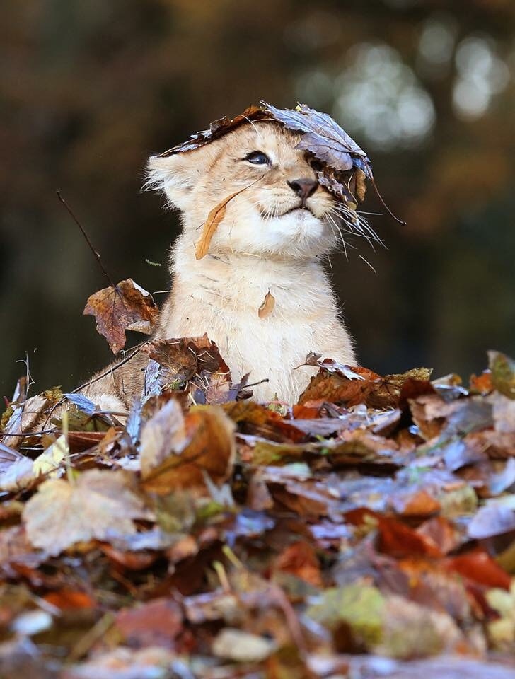 lionceau jouant dans un tas de feuilles