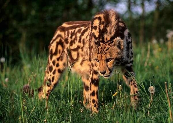 le rare guépard royal. également connu sous le nom de guépard de Cooper
