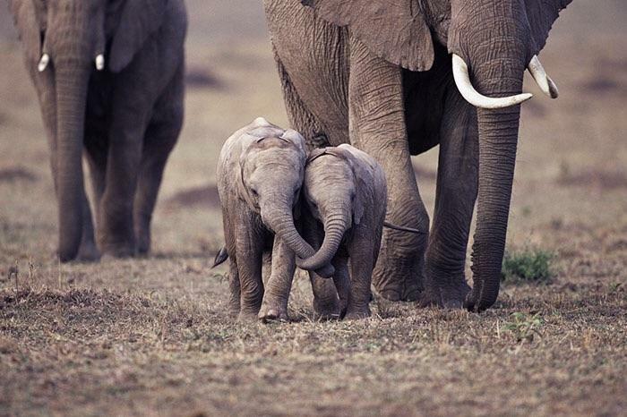 de doux bébés éléphants