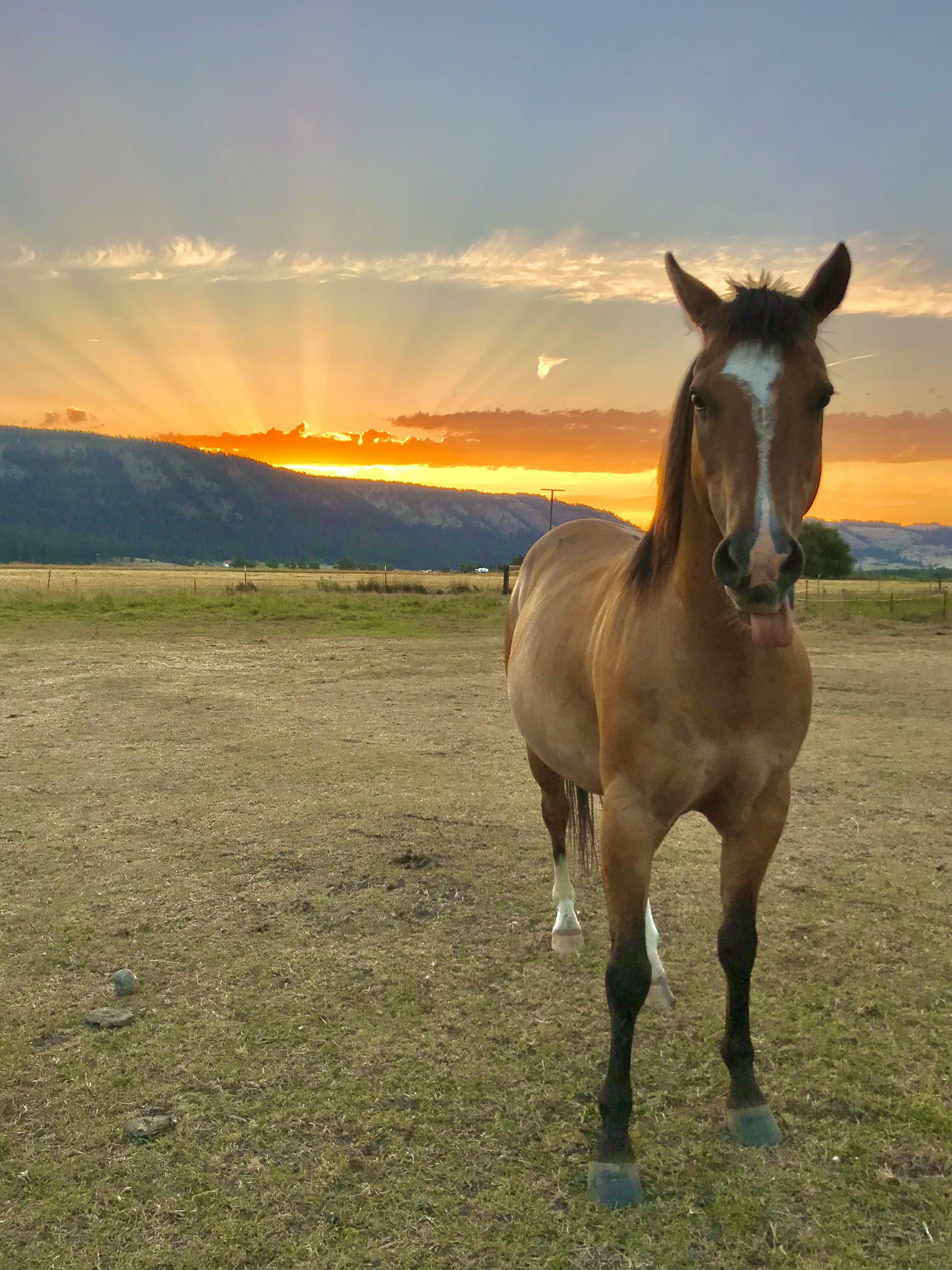 cheval dans le coucher de soleil