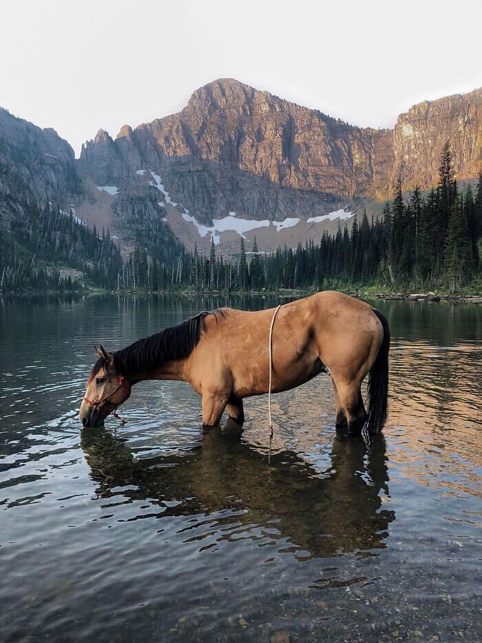 le cheval de mon frère amigo joe buvant au lever du soleil dans les montagnes du montana