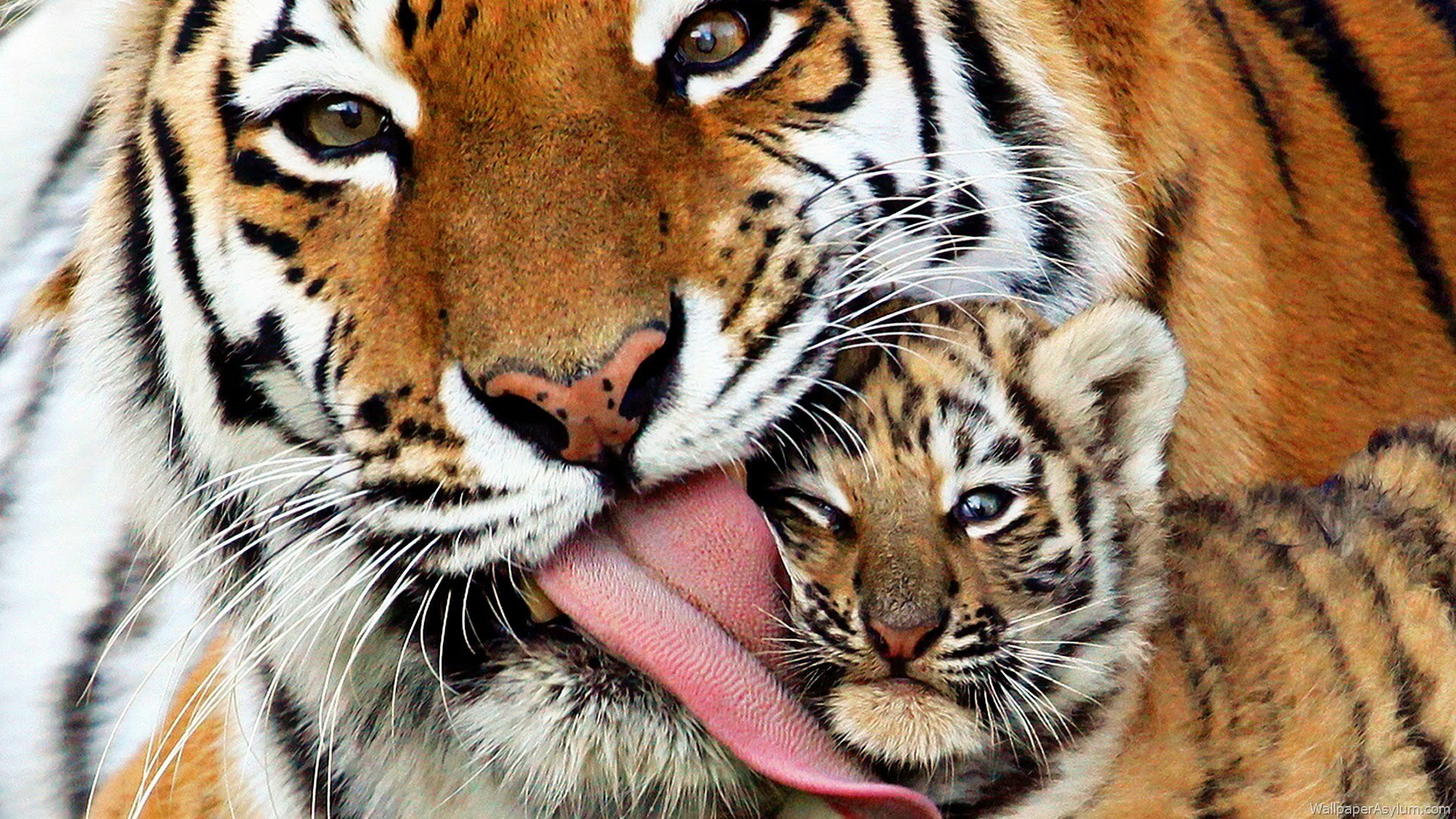tigre et petit