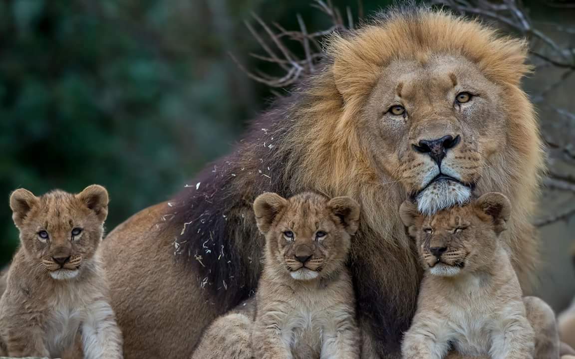 une famille de lions photogénique, par h. seeber