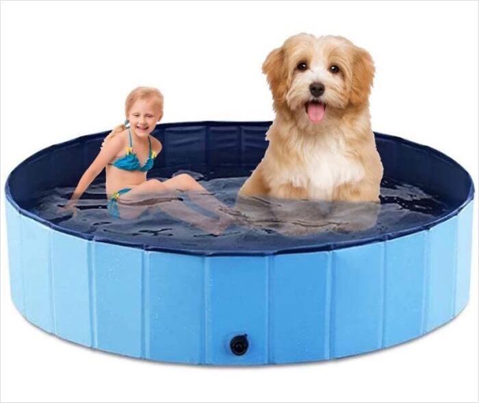 piscine pour chiens