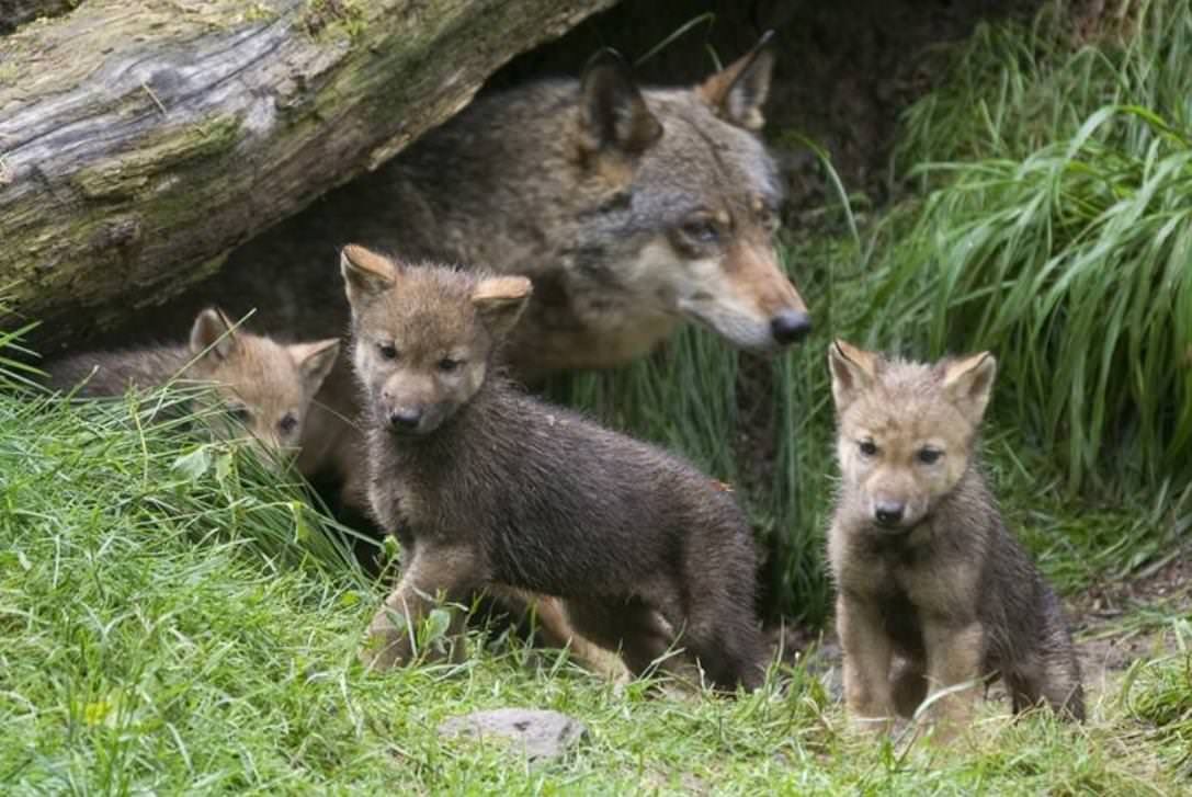 Maman loup qui fait les yeux doux