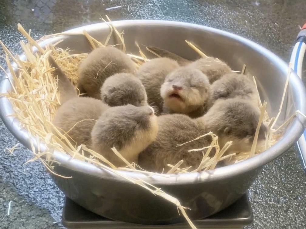 Un nombre incroyable de cinq bébés loutre sont nés au z zoo d’auckland.