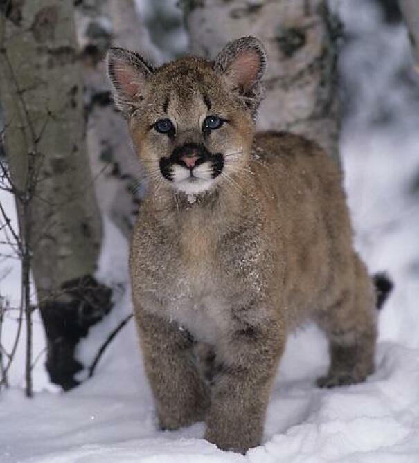 chaton lion de montagne dans la neige