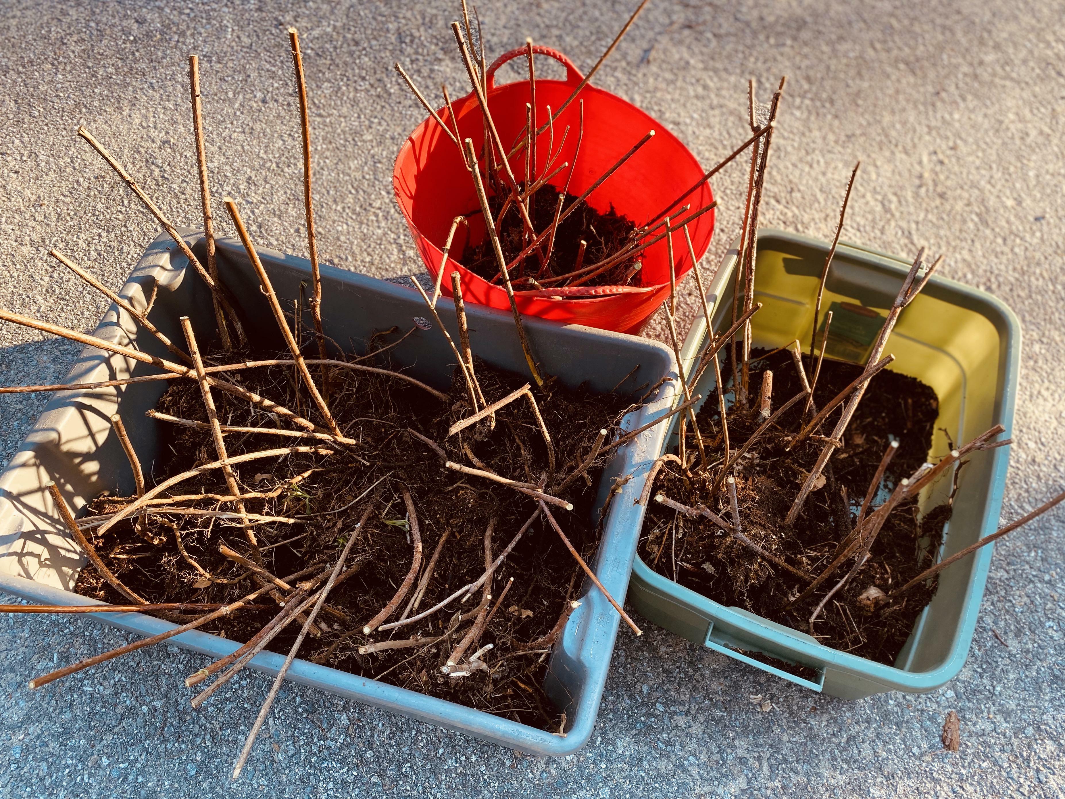 Mon site préféré de framboises sauvages est en train d'être rasé pour construire des maisons 😭 alors, j'ai sauvé autant de plantes que j'ai pu ! ...est-ce que ça compte toujours comme du butinage si je transplante les plantes butinées dans mon jardin ?