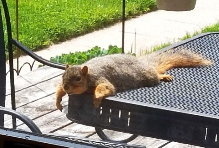 cet écureuil que nous avons nourri a commencé à prendre un bain de soleil sur la table de notre terrasse