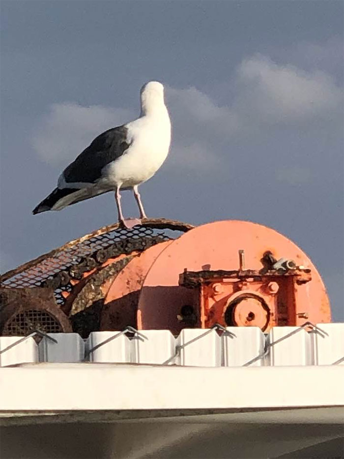 une mouette qui a peur de la caméra