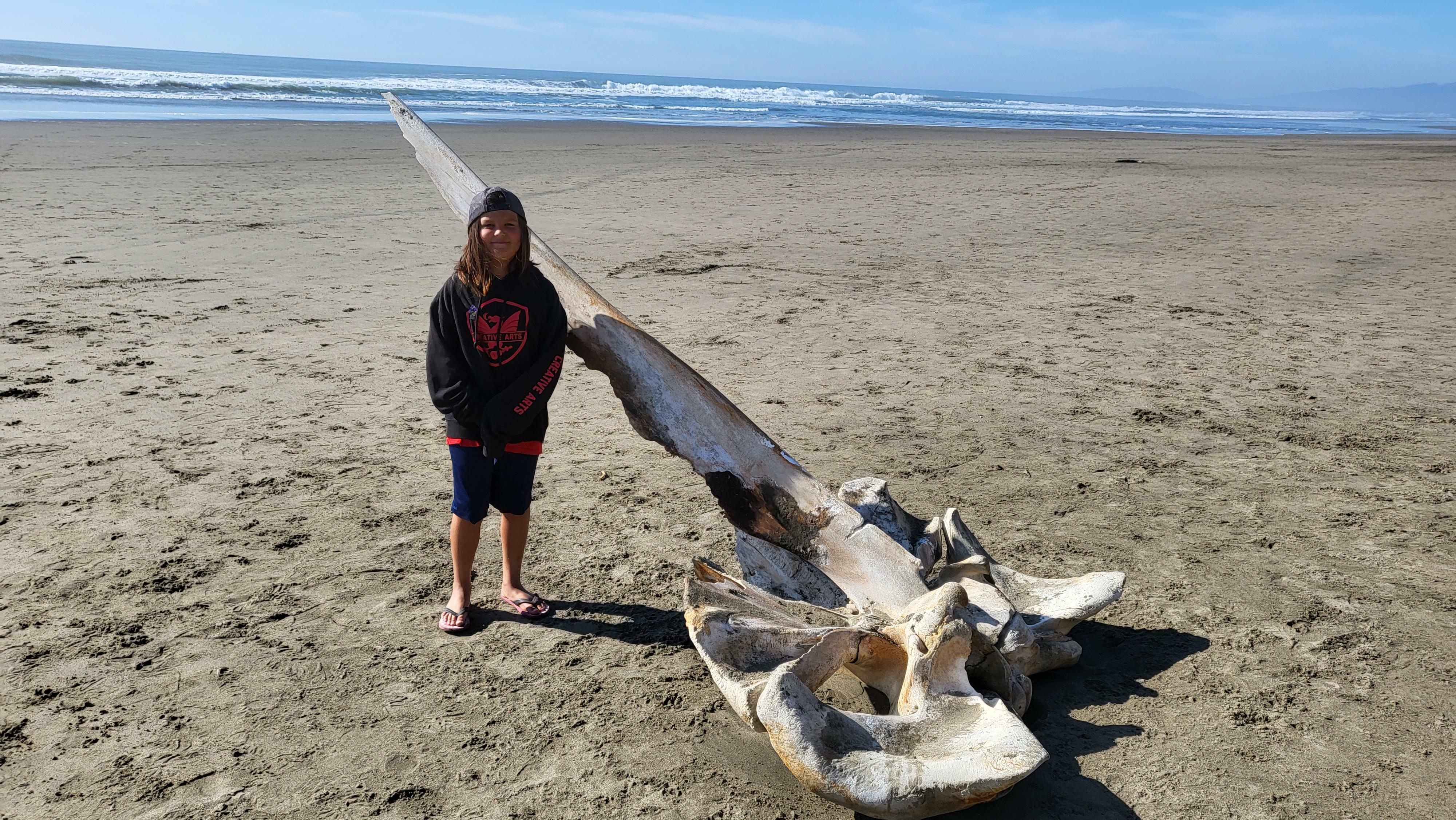 Mon fils et moi sommes passés devant le crâne échoué d'une baleine à bosse aujourd'hui à Ocean Beach, à San Francisco.