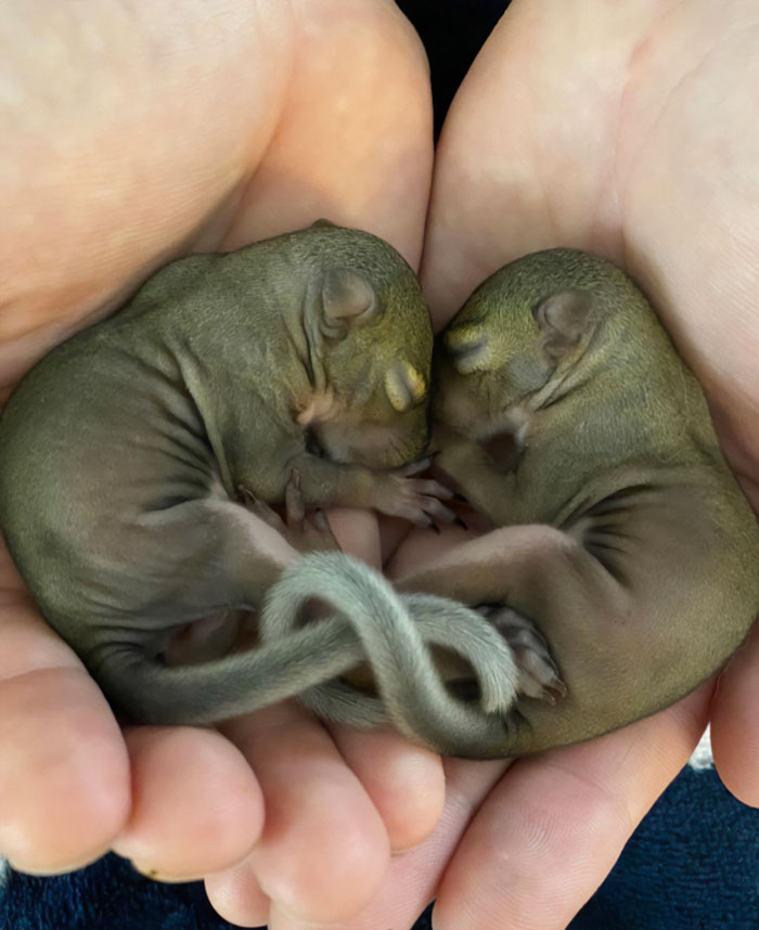 et c’est là que je suis devenue une maman écureuil il y a deux ans