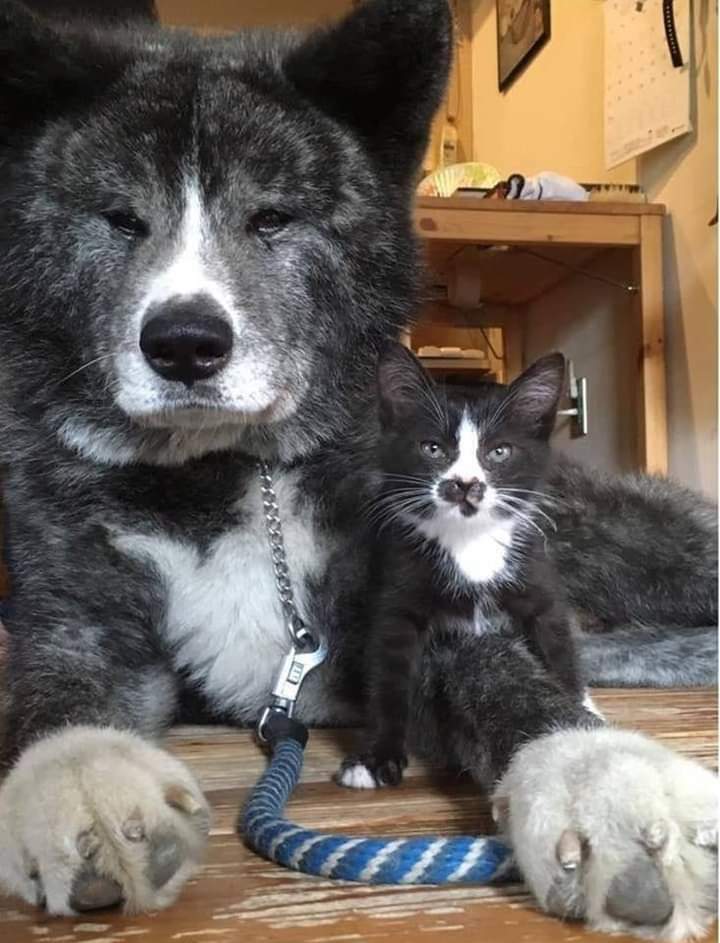 Ce chat et ce chien se ressemblent beaucoup