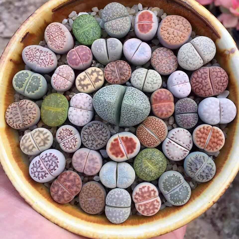 Les lithops sont des plantes sud-africaines qui ont évolué pour ressembler à des pierres.