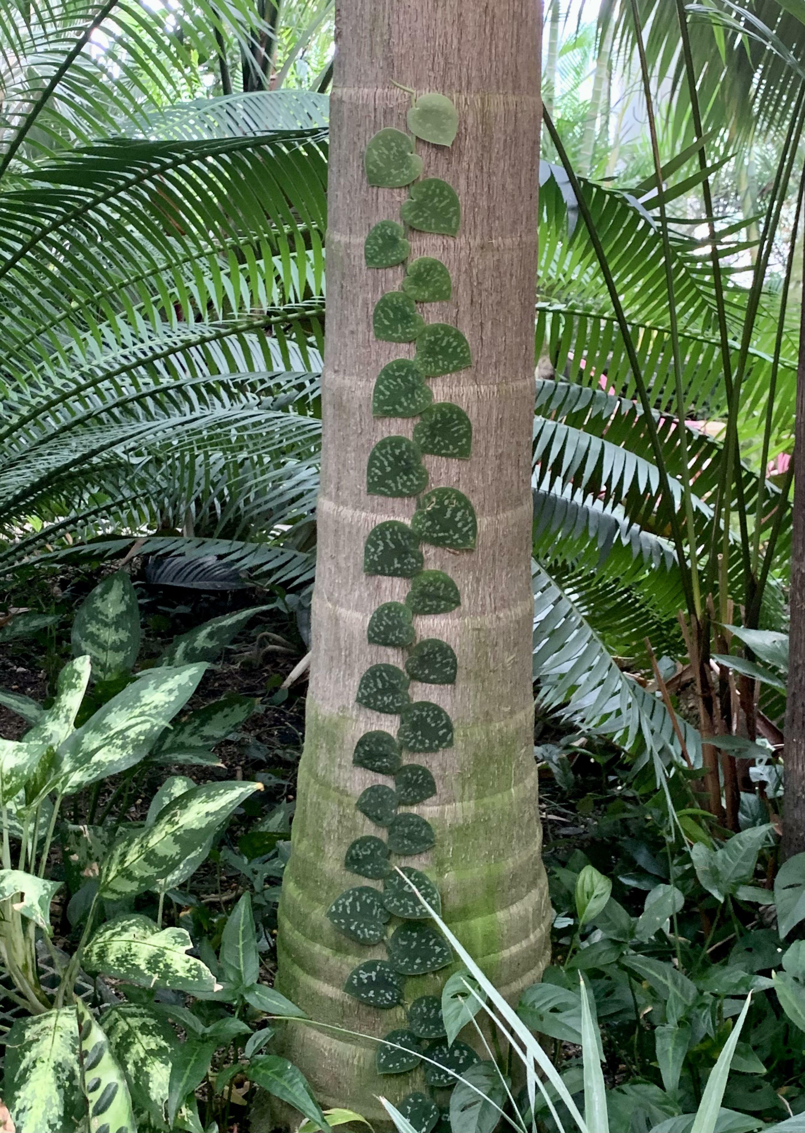 cette plante qui pousse sur un palmier