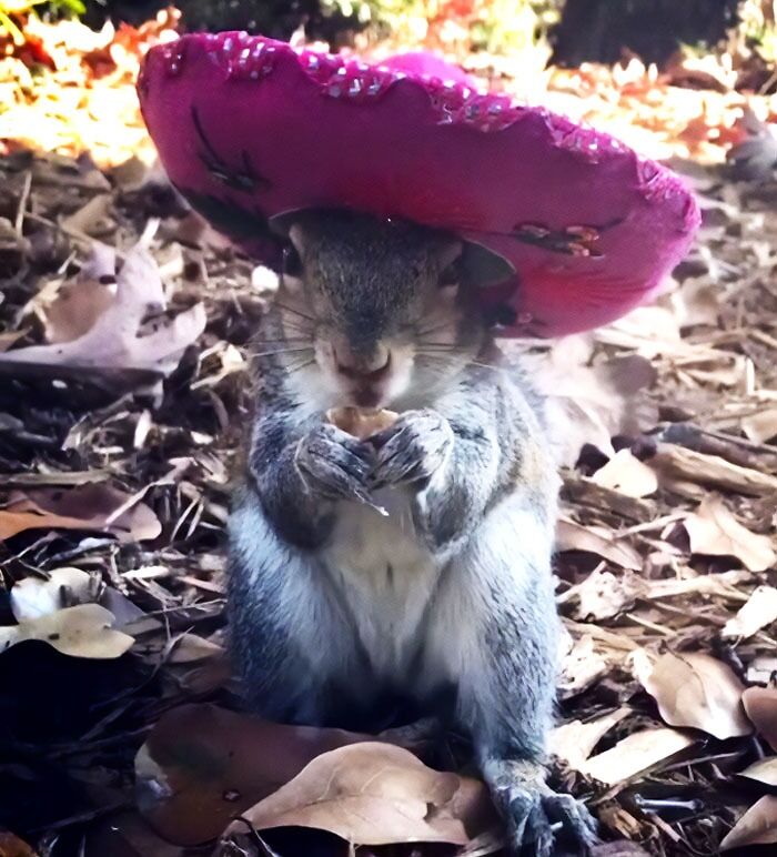 Mon amie a réhabilité et libéré un écureuil il y a 6 ans. Elle s’arrête toujours pour prendre un goûter et laisse mon amie lui mettre des chapeaux.