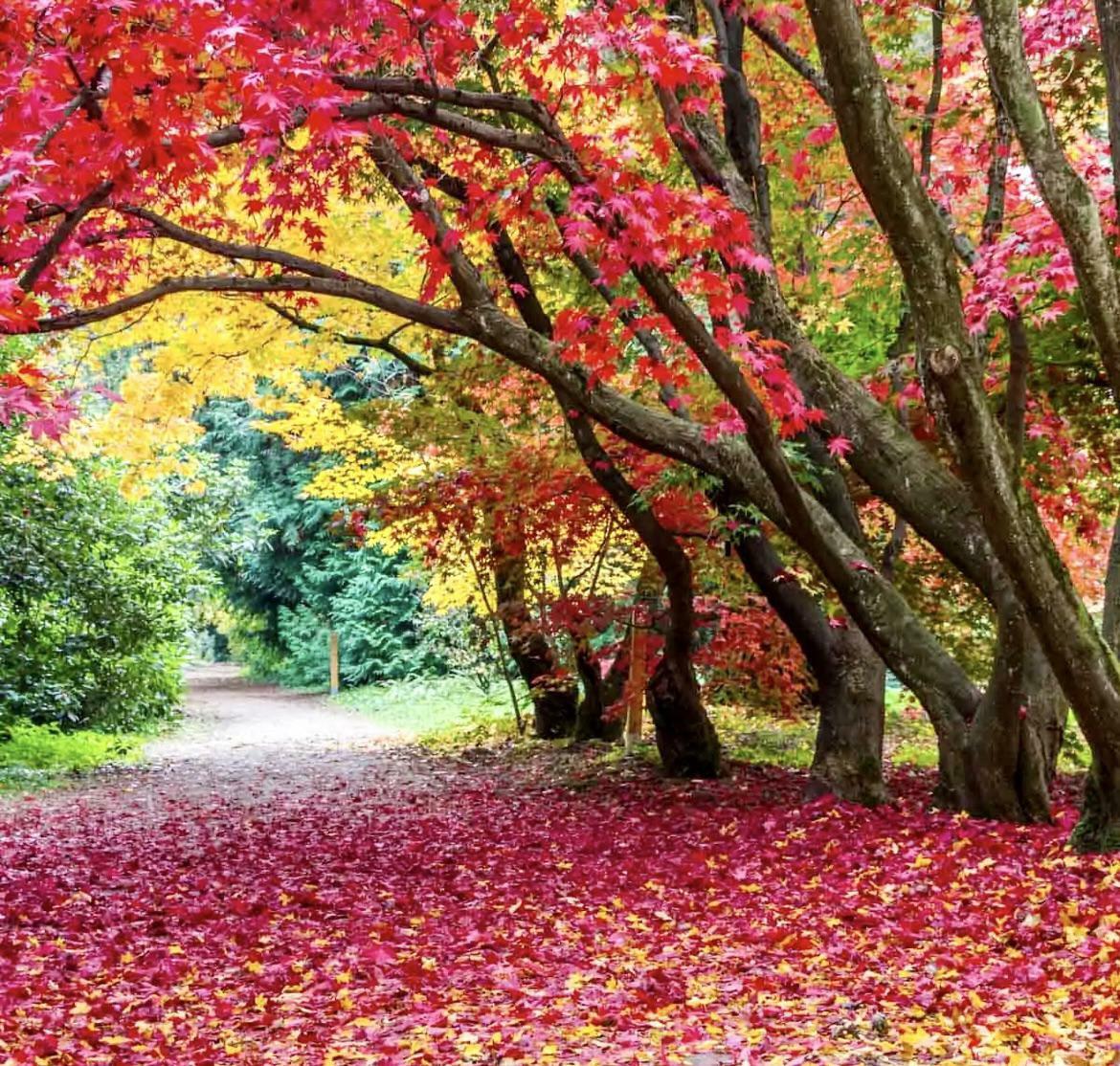 les arbres d’automne avec leurs belles couleurs