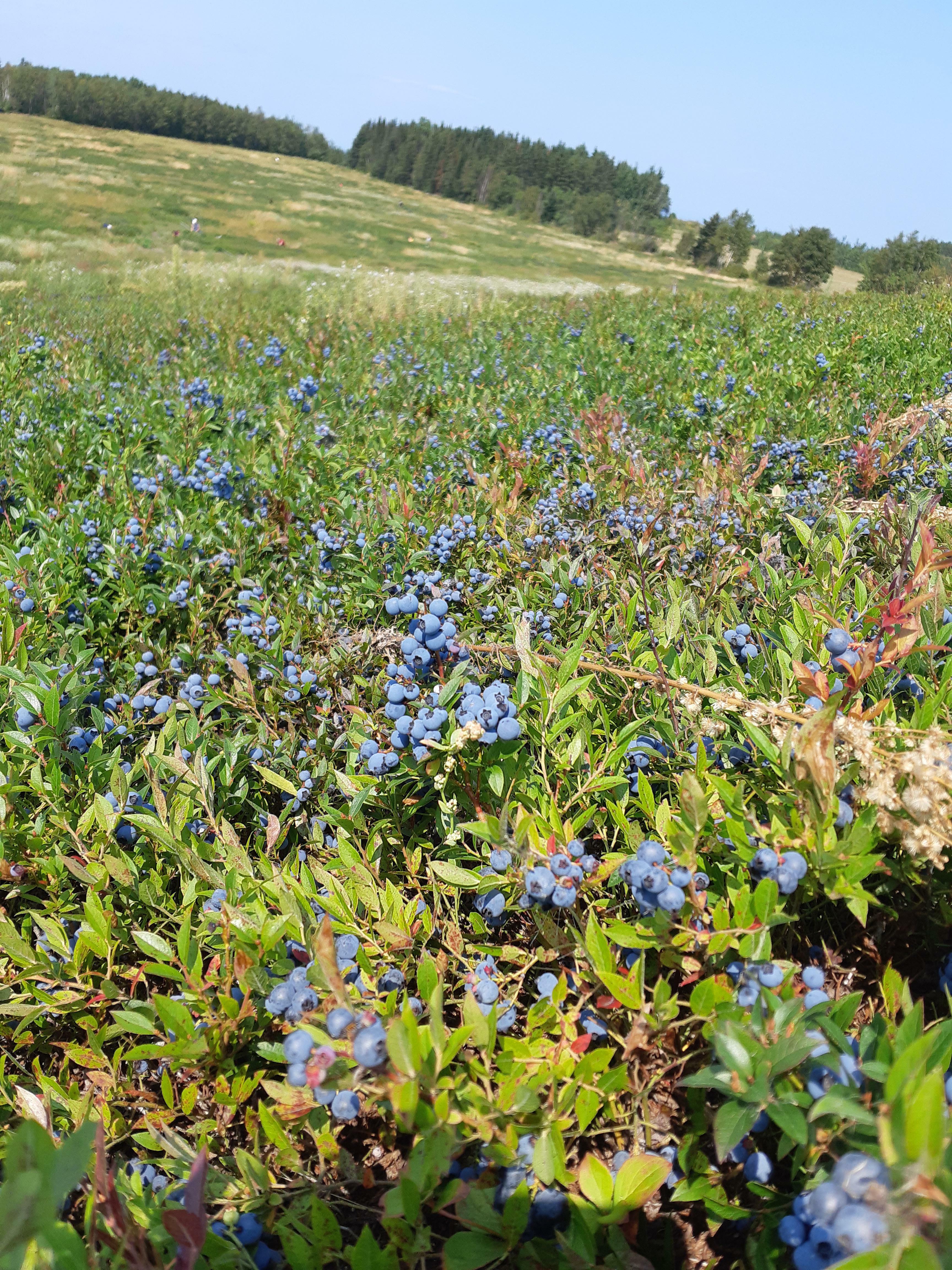 tomber sur un champ de myrtilles