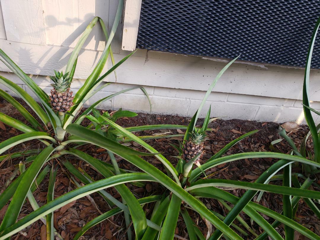 la personne qui vivait dans mon appartement avant moi a planté des ananas