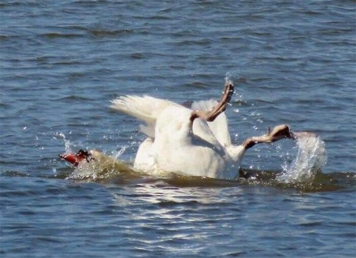 un peu délicat, cette photographie d’oiseau cr*p… « Lac des cygnes »