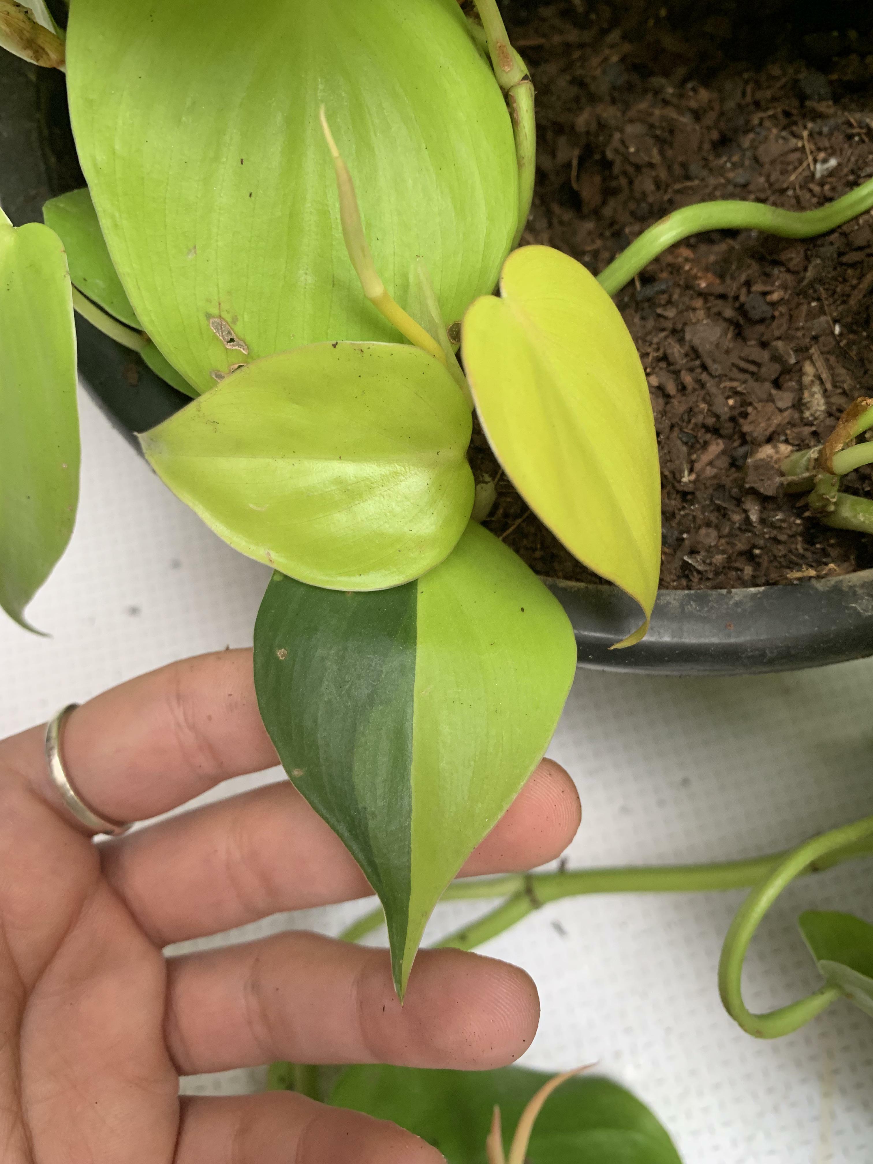 cette feuille doublement colorée parfaite sur ma plante