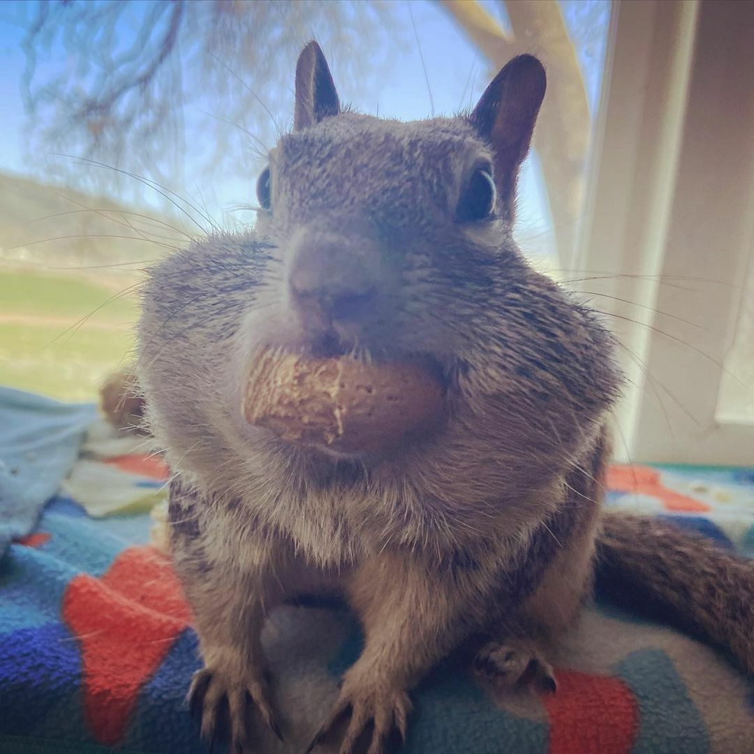 Oh là là. Je pense que Winston a trouvé un moyen d’accéder au réfrigérateur. Je suis rentrée du travail et j’ai vu cette tête.