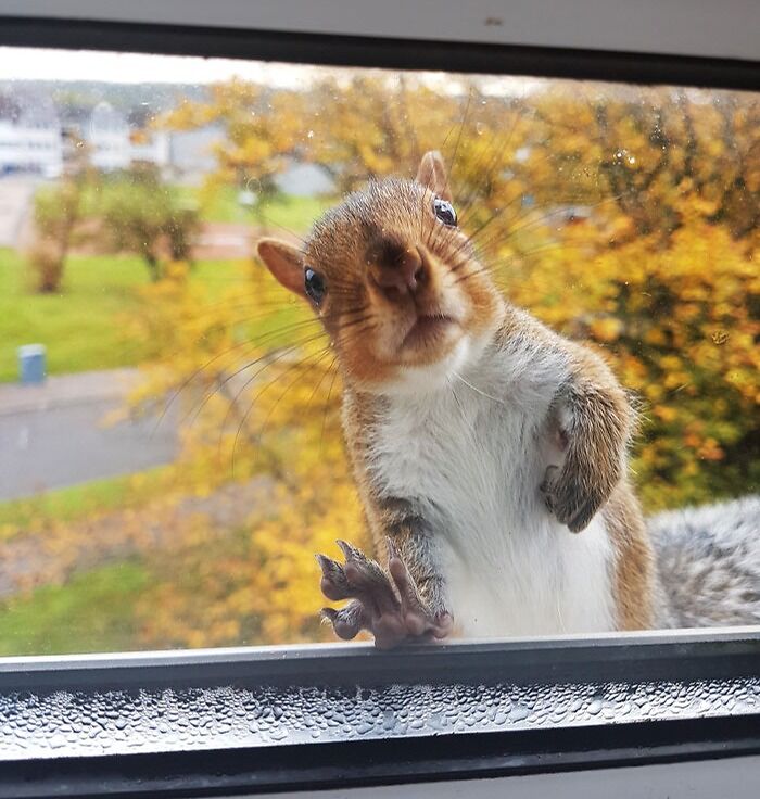 Je donne le petit-déjeuner aux écureuils locaux tous les matins. Il était en retard. Son visage en dit long.