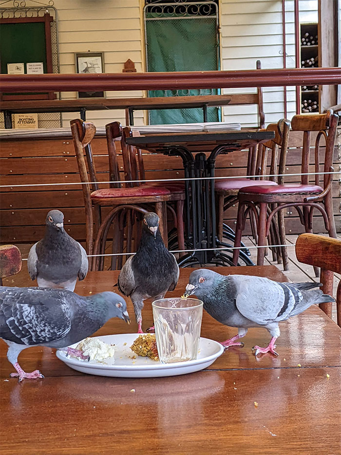Les oiseaux mangent (ce qu’il reste de !) mon délicieux gâteau !