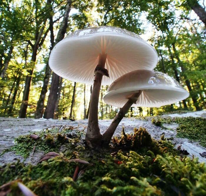 J’ai trouvé des champignons en porcelaine, je n’ai pas encore essayé de les cuisiner mais ils sont amusants à regarder. Quelqu’un a essayé ?