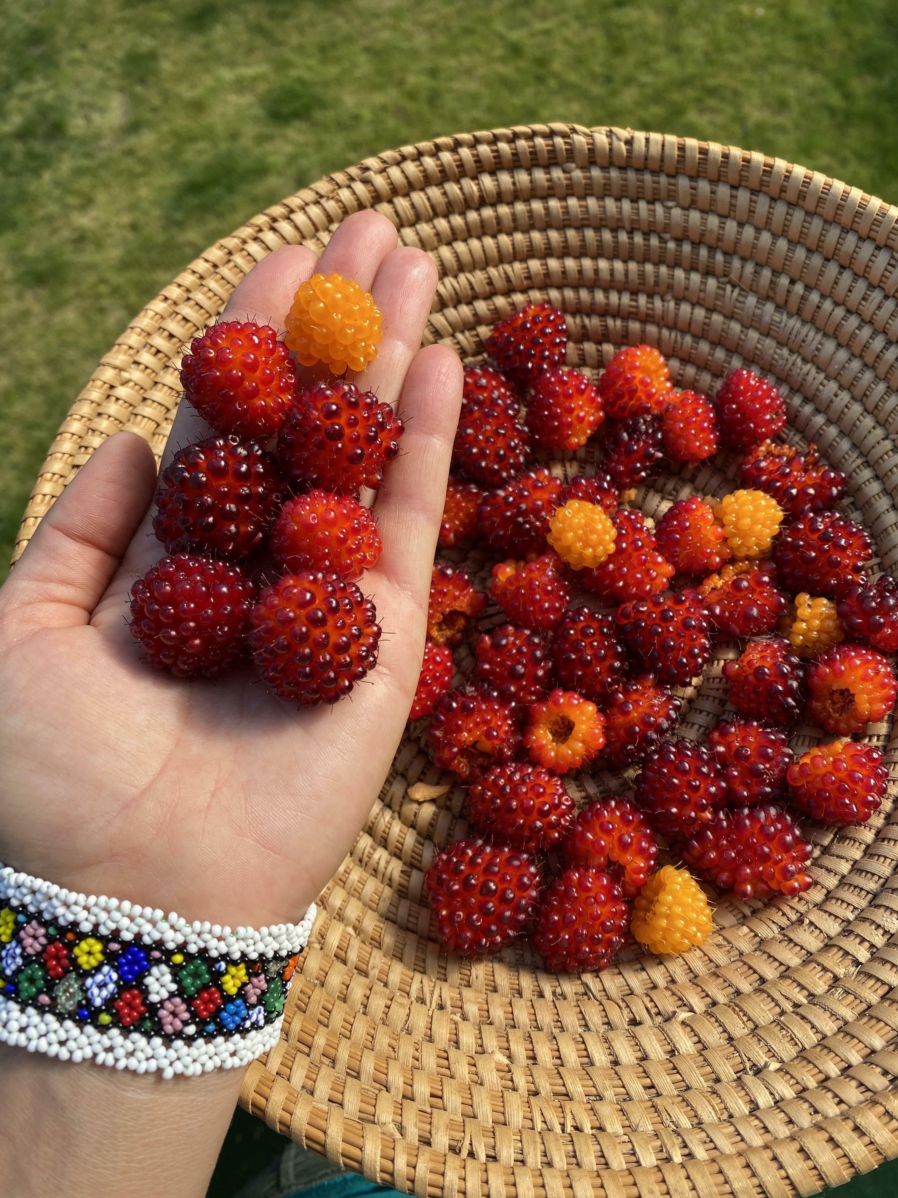 la saison des saumons est folle cette année !!! miam !! je ne les ai jamais vus aussi gros et savoureux auparavant