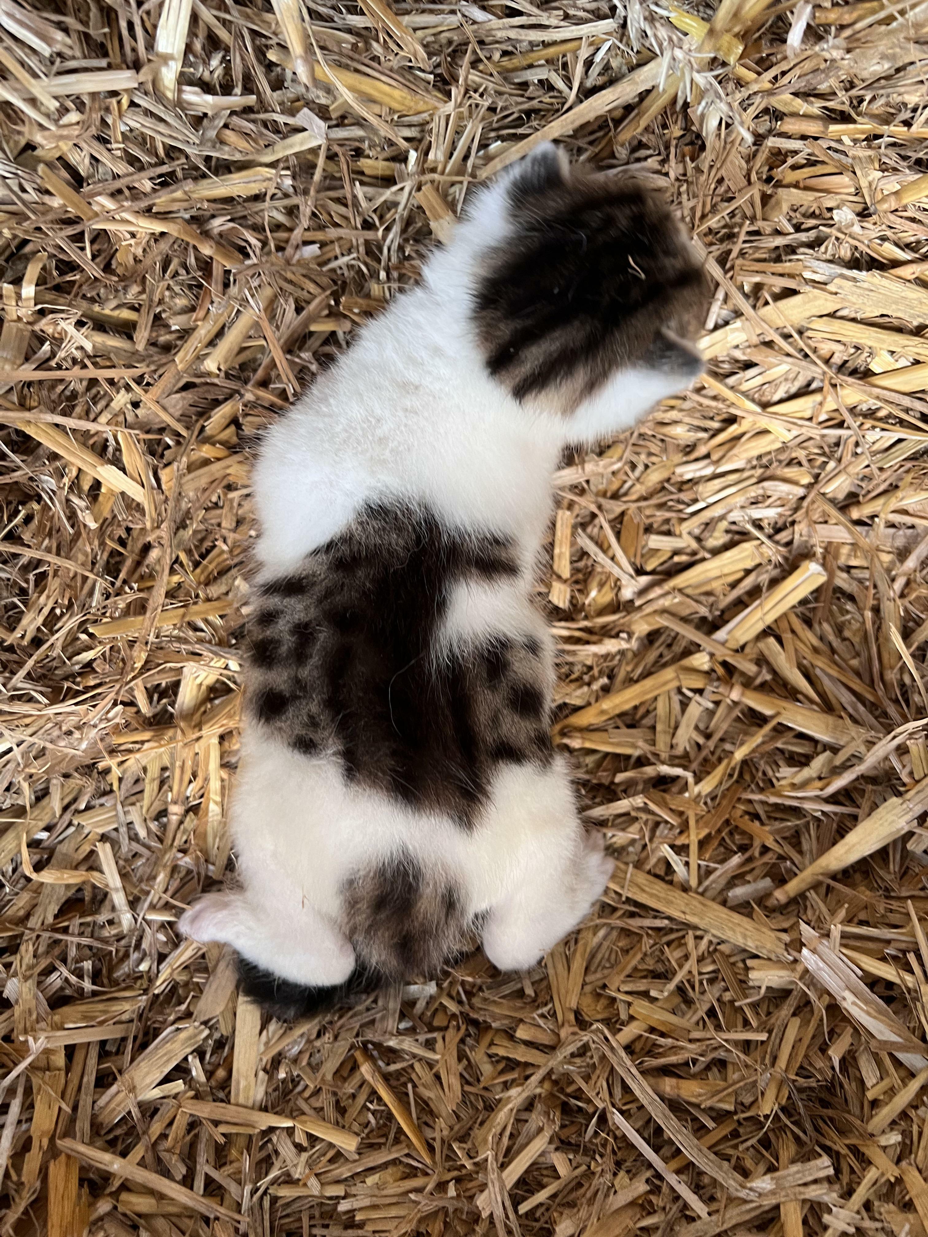 un de nos chatons de la grange a à la fois des rayures et des taches