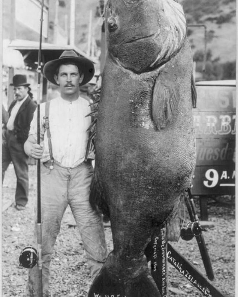 Le pêcheur edward llewellen avec le record du monde de bar noir (425 lbs / 192kg).