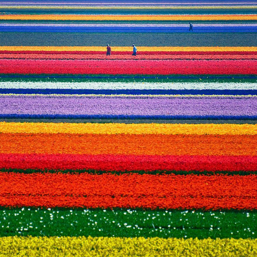 champs de tulipes juste à l’extérieur de la Hollande du Nord, Pays-Bas